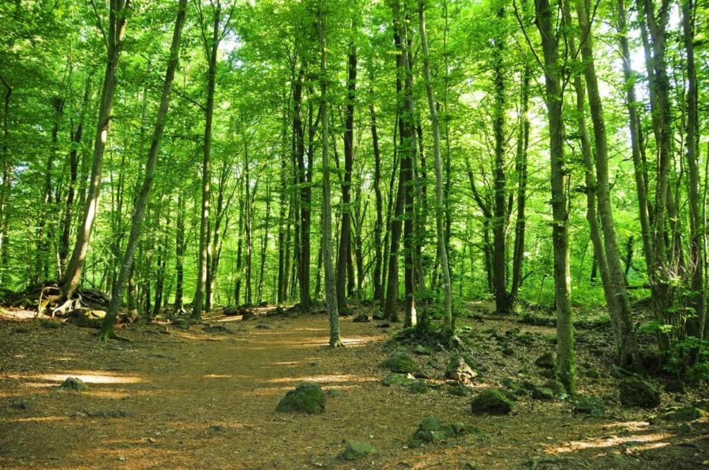 Apto. Grande, Luminoso Y Centrico Διαμέρισμα Olot Εξωτερικό φωτογραφία